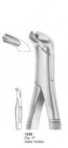  Fig. 17 lower molars 